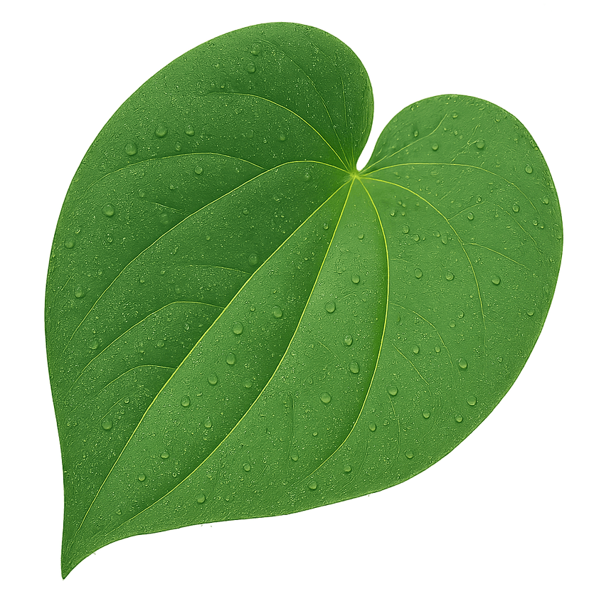 Kava Leaf